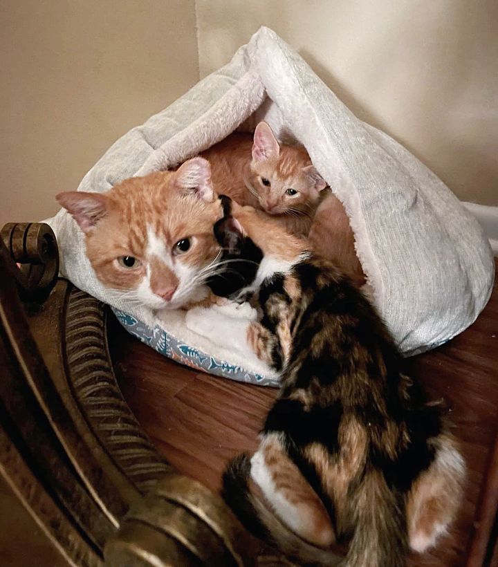 cat kittens snuggle, sleeping cats